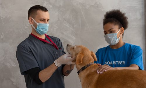 how to get help with vet bills - low-cost vet care