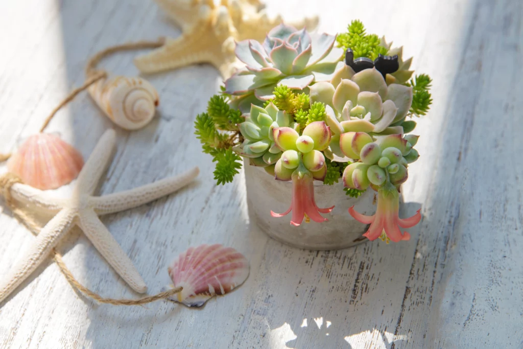 Budget gift idea under five dollars: succulents | Red Tree Finance